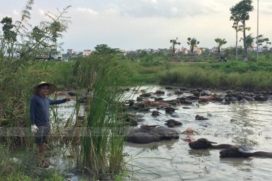 Làm thuốc ở Trường Xanh Tuệ Đức, Khu Đô Thị Thanh Hà, Hà Nội