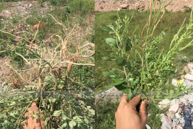 Làm thuốc ở Trường Xanh Tuệ Đức, Khu Đô Thị Thanh Hà, Hà Nội