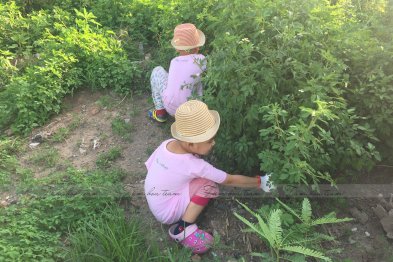 Hái cây thuốc Nam tại Thạch Thất - Hà Nội (23.06.2020) 