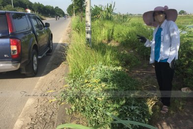 Hái cây thuốc Nam tại Thạch Thất - Hà Nội (23.06.2020) 