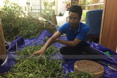 Hái cây thuốc Nam tại Thạch Thất - Hà Nội (23.06.2020) 