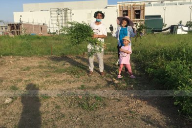 Hái cây thuốc Nam tại Thạch Thất - Hà Nội (23.06.2020) 