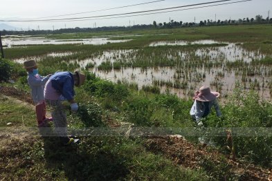 Hái cây thuốc Nam tại Thạch Thất - Hà Nội (23.06.2020) 