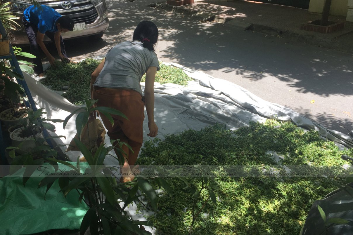 Hái cây thuốc Nam tại Thạch Thất - Hà Nội (23.06.2020) 