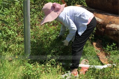 Hái cây thuốc Nam tại Thạch Thất - Hà Nội (27.06.2020) 