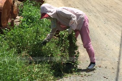 Hái cây thuốc Nam tại Thạch Thất - Hà Nội (27.06.2020) 