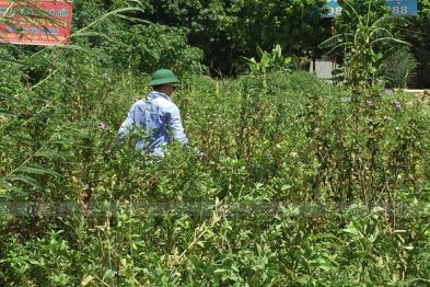 Hái cây thuốc Nam tại Thạch Thất - Hà Nội (27.06.2020) 