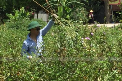 Hái cây thuốc Nam tại Thạch Thất - Hà Nội (27.06.2020) 
