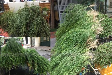 Hái cây thuốc Nam tại Đông Anh - Hà Nội (28.06.2020)