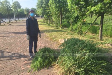 Hái cây thuốc Nam tại Đông Anh - Hà Nội (28.06.2020)