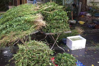 Hái cây thuốc Nam tại Đông Anh - Hà Nội (28.06.2020)