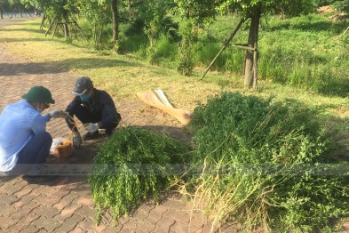 Hái cây thuốc Nam tại Đông Anh - Hà Nội (28.06.2020)