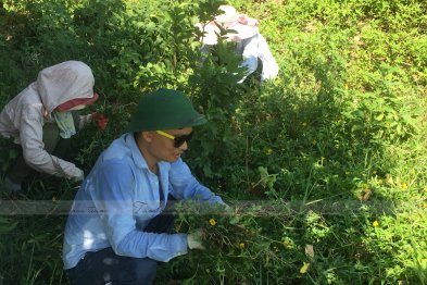 Hái cây thuốc Nam tại Đông Anh - Hà Nội (28.06.2020)