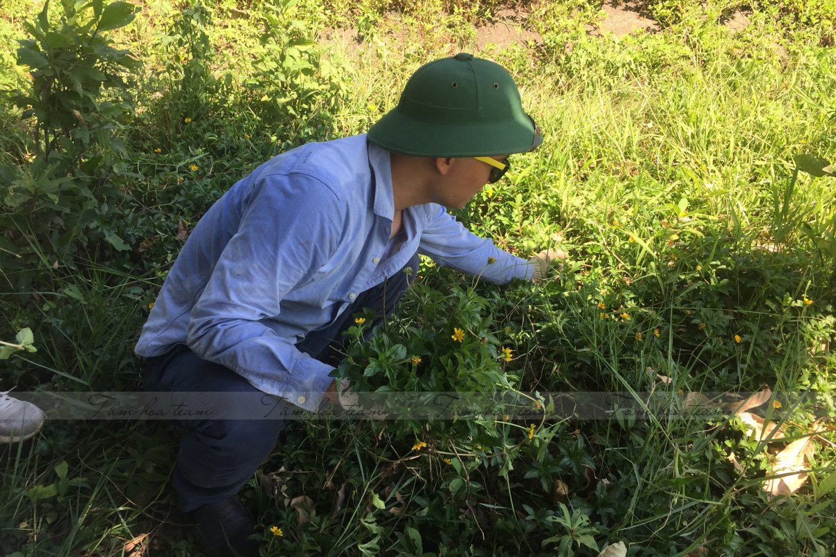 Hái cây thuốc Nam tại Đông Anh - Hà Nội (28.06.2020)
