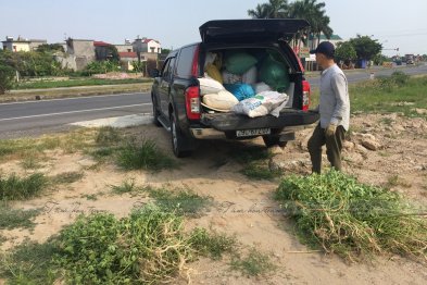Hái cây thuốc Nam tại Nam Định, Thái Bình (30.06.2020)