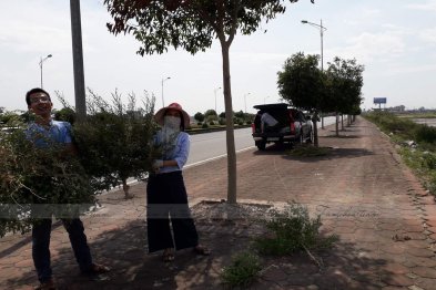 Hái cây thuốc Nam tại Nam Định, Thái Bình (30.06.2020)