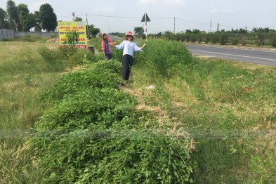 Hái cây thuốc Nam tại Nam Định, Thái Bình (30.06.2020)