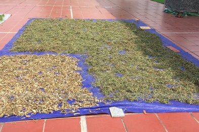 Phơi thuốc ở sân trường Xanh Tuệ Đức, Khu ĐT Thanh Hà, Hà Nội (02.07.2020)