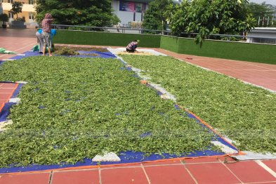 Phơi thuốc ở sân trường Xanh Tuệ Đức, Khu ĐT Thanh Hà, Hà Nội (02.07.2020)