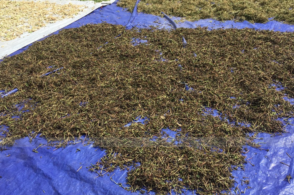 Phơi thuốc ở sân trường Xanh Tuệ Đức, Khu ĐT Thanh Hà, Hà Nội (02.07.2020)