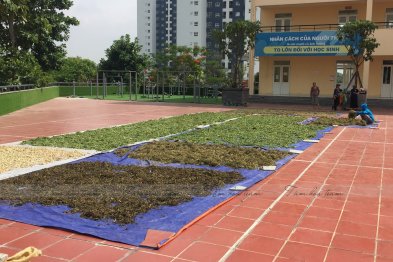 Phơi thuốc ở sân trường Xanh Tuệ Đức, Khu ĐT Thanh Hà, Hà Nội (02.07.2020)