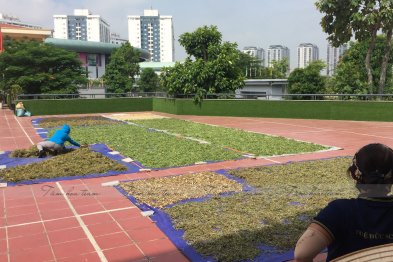 Phơi thuốc ở sân trường Xanh Tuệ Đức, Khu ĐT Thanh Hà, Hà Nội (02.07.2020)