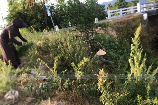 Hái thuốc tại Thị xã Kỳ Anh, Hà Tĩnh (05.07.2020)