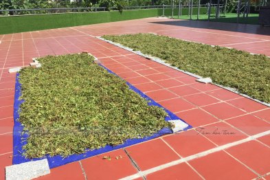 Sơ chế cây thuốc tại Happy Office + trường Xanh Tuệ Đức, Hà Nội (12-13.07.2020)