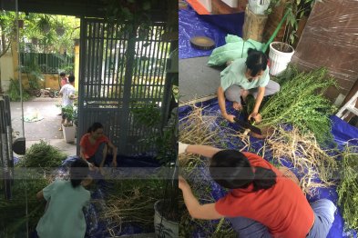 Sơ chế cây thuốc tại Happy Office + trường Xanh Tuệ Đức, Hà Nội (12-13.07.2020)