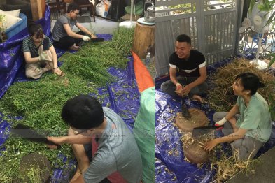 Sơ chế cây thuốc tại Happy Office + trường Xanh Tuệ Đức, Hà Nội (12-13.07.2020)