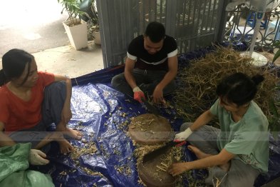 Sơ chế cây thuốc tại Happy Office + trường Xanh Tuệ Đức, Hà Nội (12-13.07.2020)