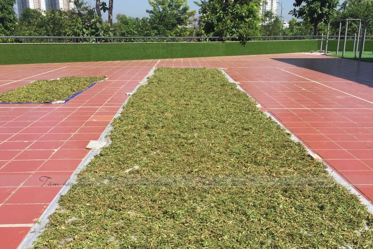 Sơ chế cây thuốc tại Happy Office + trường Xanh Tuệ Đức, Hà Nội (12-13.07.2020)