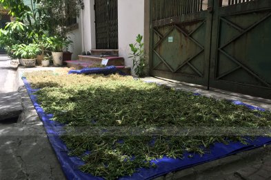 Sơ chế cây thuốc tại Happy Office + trường Xanh Tuệ Đức, Hà Nội (12-13.07.2020)