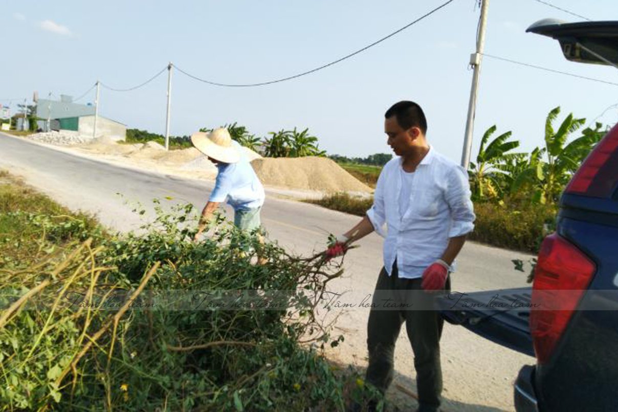Hái cây thuốc Nam tại Hưng Yên (15.07.2020)