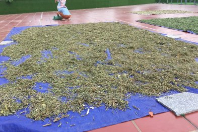 Phơi thuốc ở sân trường Xanh Tuệ Đức, Khu ĐT Thanh Hà, Hà Nội (20.07.2020)