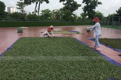 Phơi thuốc ở sân trường Xanh Tuệ Đức, Khu ĐT Thanh Hà, Hà Nội (20.07.2020)