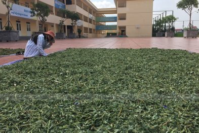 Phơi thuốc ở sân trường Xanh Tuệ Đức, Khu ĐT Thanh Hà, Hà Nội (20.07.2020)