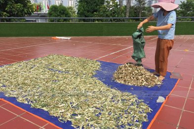 Phơi thuốc ở sân trường Xanh Tuệ Đức, Khu ĐT Thanh Hà, Hà Nội (20.07.2020)