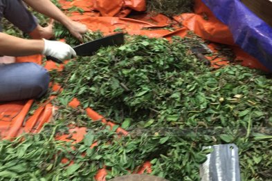 Hái cây thuốc Nam tại Hưng Yên (03.08.2020)