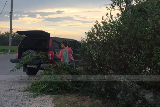 Hái cây thuốc Nam tại Hưng Yên (03.08.2020)