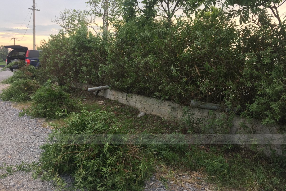 Hái cây thuốc Nam tại Hưng Yên (03.08.2020)