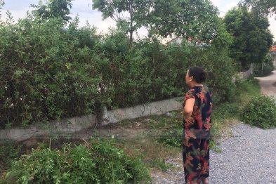 Hái cây thuốc Nam tại Hưng Yên (03.08.2020)