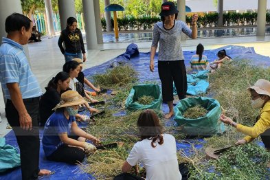 Team Đà Nẵng thu hái cây thuốc (20.06.2020)