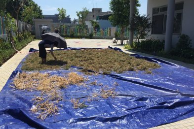 Team Đà Nẵng thu hái cây thuốc (20.06.2020)