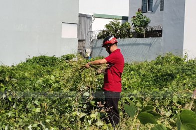 Team Đà Nẵng thu hái cây thuốc (20.06.2020)