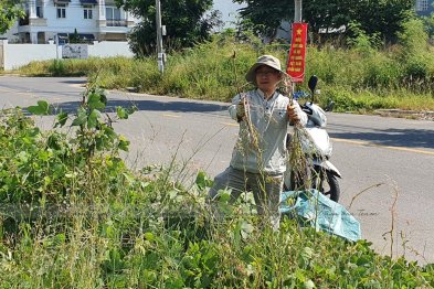 Team Đà Nẵng thu hái cây thuốc (20.06.2020)