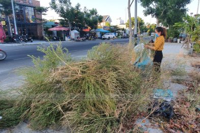 Team Đà Nẵng thu hái cây thuốc (20.06.2020)