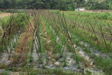 Team thăm mô hình mẫu trồng thuốc gia đình anh Sơn - Vĩnh Phúc (26.07.2020)