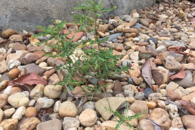 Team thăm mô hình mẫu trồng thuốc gia đình anh Sơn - Vĩnh Phúc (26.07.2020)