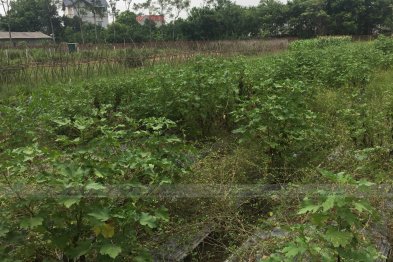 Team thăm mô hình mẫu trồng thuốc gia đình anh Sơn - Vĩnh Phúc (26.07.2020)